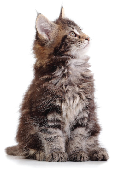 Meet AlfaPet - AlfaPet | Kitty Cat Liners